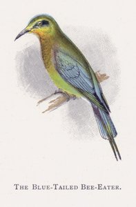 El Abejaruco de Cola Azul de Alexander Francis Lydon